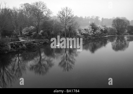 Fluss Stour Wimborne Dorset mit Schwänen und Reflexionen der Bäume im Wasser an nebligen kalten April Morgen, schwarz / weiß Stockfoto