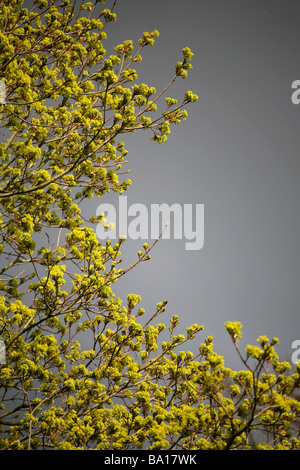 Neuer Frühling Wachstum, Blätter angehende auf Baum, stürmischen Wolke im Hintergrund Stockfoto