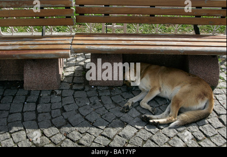 Ein streunender Hund schläft im Schatten ot eine Parkbank in Istanbul in der Türkei Stockfoto