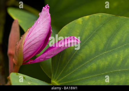Blühende Orchidee Baum - Hilo, Big Island, Hawaii, USA Stockfoto