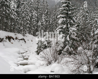 Gefrorene Stream in Tanne Wald mit viel Schnee und Tiefe Schneeverwehungen, Winter Österreich, Achenkirch, in der Nähe von Innsbruck. Stockfoto