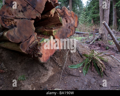 Geschnitten Sie Western Red Cedar in Stanley Park Vancouver nach dem Wind-Sturm von 2006 Stockfoto