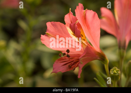 Blume des Alstroemeria Aurantiaca "Inka Collection", Alstroemeriacee Stockfoto