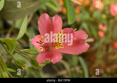 Blume des Alstroemeria Aurantiaca "Inka Collection", Alstroemeriacee Stockfoto
