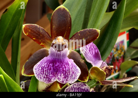 Zygopetalum Orchidee Blüte zeigt Makro Detail Blütenstruktur ursprünglich aus Amazonien, wo sie als Epiphyt gefunden werden Stockfoto