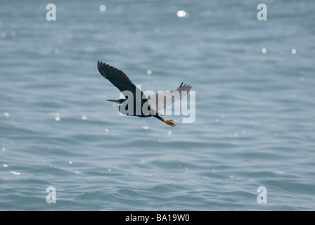 Western Reef Reiher Egretta Gularis fliegen über Wasser Gujarat Indien Stockfoto