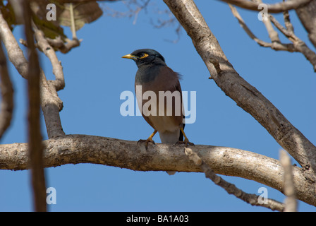 Acridotheres Tristis Gemeinsame Myna sitzt auf einem Ast der Teak-Baum in Gujarat Indien Stockfoto