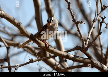 Weiß – Crowned Sparrow (Zonotrichia Leucophrys), Süd-Arizona Stockfoto