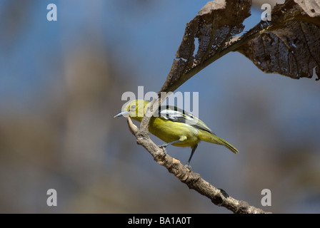 Gemeinsamen Iora Aegithina Tiphia Humei auf Ast in Gujarat Indien Stockfoto