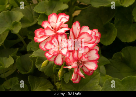 Pelargonium Zonale "Diakon Birhday" Geranio, Geraniaceae Stockfoto