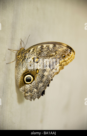 große braune und graue Schmetterling auf Wand mit Flecken Stockfoto