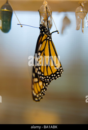 Monarch-Schmetterling entsteht aus Puppe Stockfoto