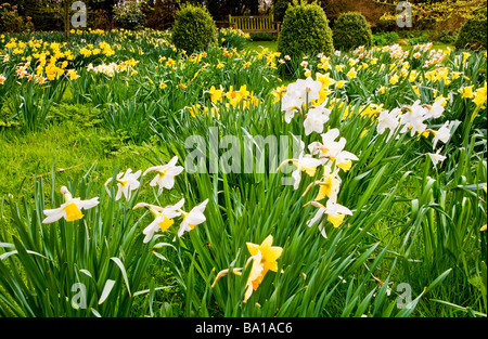 Verschiedene Arten, Sorten von Narcissus in der Narzisse Garten am Stourton Haus Stourton in der Nähe von Warminster Wiltshire England UK Stockfoto