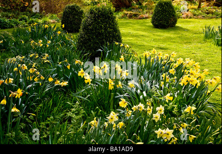 Verschiedene Arten, Sorten von Narcissus in der Narzisse Garten am Stourton Haus Stourton in der Nähe von Warminster Wiltshire England UK Stockfoto