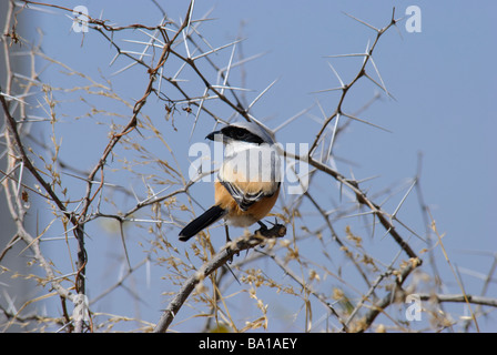 Long-tailed Shrike Lanius Schach Erythronotus sitzen in einem Dorn Busch Gujarat, Indien Stockfoto