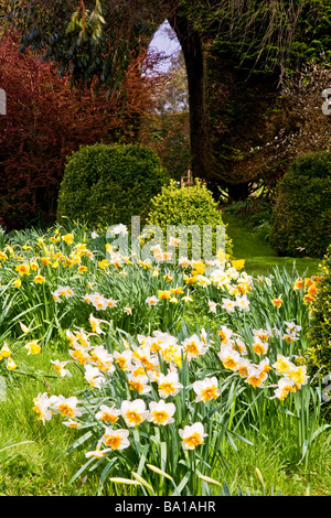 Verschiedene Sorten Arten des Narziss im Daffodil Garten am Stourton Haus Stourton in der Nähe von Warminster Wiltshire England UK Stockfoto