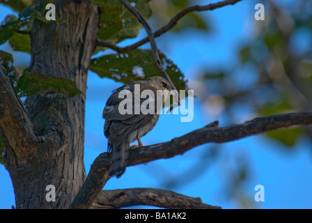 Shikra Accipiter Badius sitzt in einem Baum Stockfoto