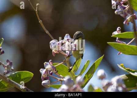 weibliche lila Sunbird Nectarinia Asiatica Fütterung in Blumen Gujarat Indien Stockfoto