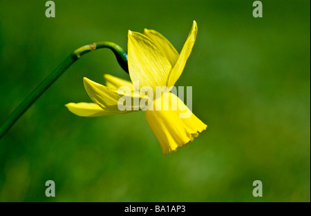 Eine Vielzahl Arten oder Sorten von Zwerg-Narzisse oder Narcissus Stockfoto