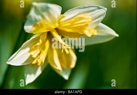 Ein Split Corona verschiedene Arten oder Sorte von Narzisse oder Narcissus Stockfoto