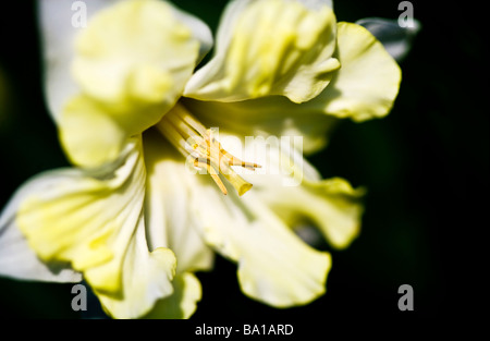 Ein Split Corona verschiedene Arten oder Sorte von Narzisse oder Narcissus Stockfoto