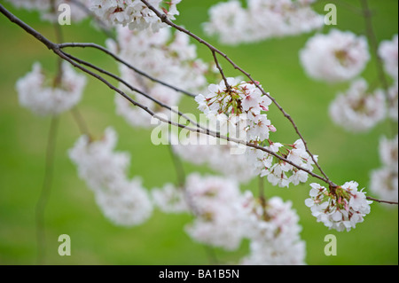 Kirschblüten Nahaufnahme rosa Blüten Stockfoto