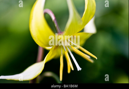 Einzelne gelbe Erythronium Pagoda oder Hundes Zahn violett oder Forelle Lilie Stockfoto