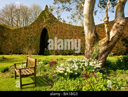 Narzissen, Sitz aus Holz und die getrimmte Cupressus Leylandii-Hecke zu spaßen Haus Stourton in der Nähe von Warminster Wiltshire England UK Stockfoto