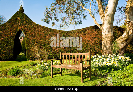 Narzissen, Sitz aus Holz und die getrimmte Cupressus Leylandii-Hecke zu spaßen Haus Stourton in der Nähe von Warminster Wiltshire England UK Stockfoto