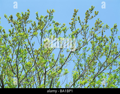 Guttapercha Baum gegen blauen Himmel Stockfoto