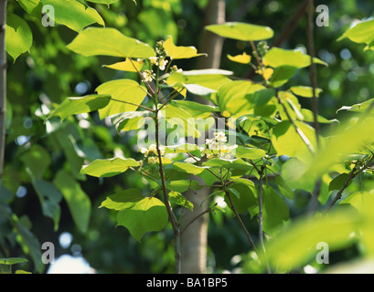 Blumen auf Catalpa oder indischen Bean Tree Stockfoto