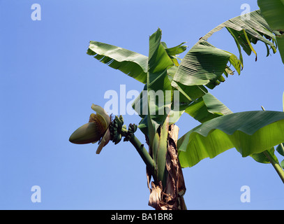 Bananenbaum mit Blätter und grüne Bananen Stockfoto