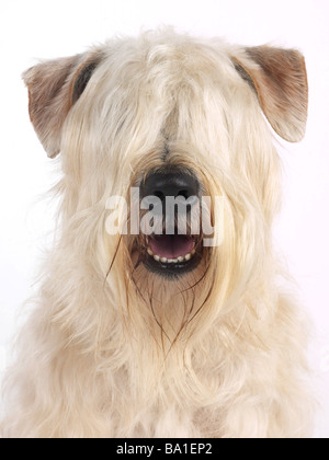 Ein Porträt von einem weichen beschichteten wheaten terrier Stockfoto