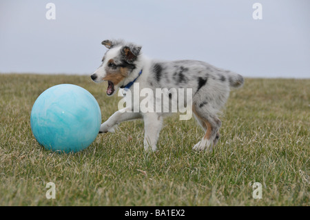 Shetland Sheepdog oder Sheltie Welpen spielen Ball. Stockfoto
