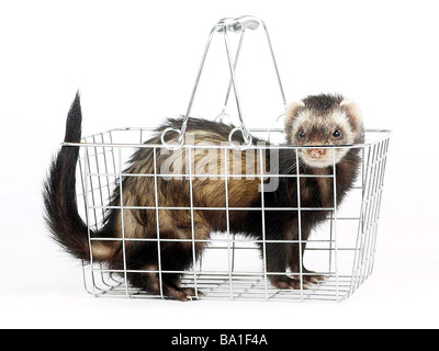 Ein Frettchen in einem Warenkorb, warum nicht Shop ferret Stockfoto