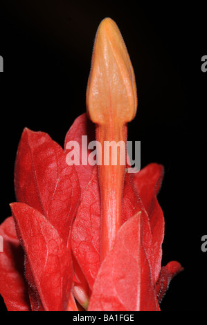 Nahaufnahme der Ruellia Colorata, wilde Petunia; Familie: Acanthaceae; Herkunft: Brasilien Stockfoto