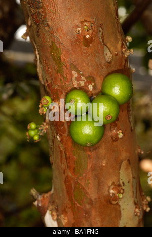 Myrciaria Cauliflora, Jaboticaba Früchte.  Gebürtig aus Südamerika. Stockfoto