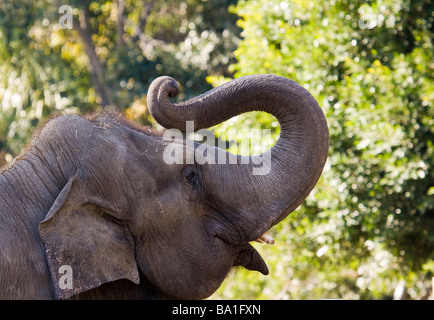 Aufgeregt Elefant Stockfoto