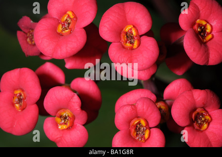 Euphorbia Milii Krone aus Dornen Stockfoto