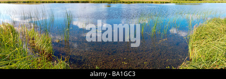 Sommer rushy Panoramablick auf den See mit Wolken Reflexionen. Sieben Schüsse zusammengesetztes Bild Stockfoto