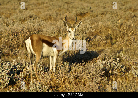 Männliche Springbock, Etosha Nationalpark, Namibia Stockfoto