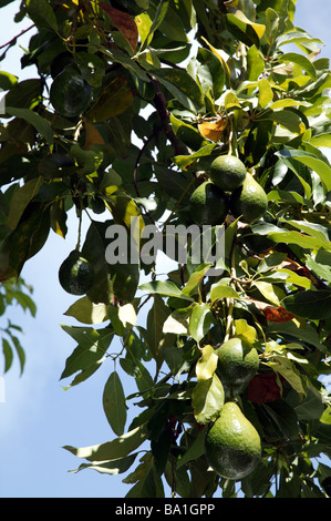 Nahaufnahme der Avocado Frucht wächst auf einer Avocado-Baum in Bermuda Stockfoto