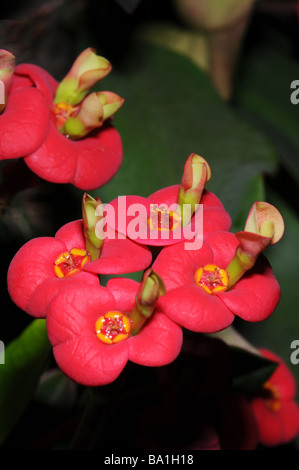 Euphorbia Milii Krone aus Dornen Stockfoto