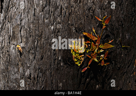 Nahaufnahme von einem verkohlten tree.showing neues Wachstum nach einem Buschfeuer in Kinglake Victoria Australien. Stockfoto