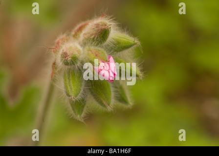 Pelargonium Capitatum (Wild Geranium, Rose duftenden Geranien), Geraniaceae Stockfoto