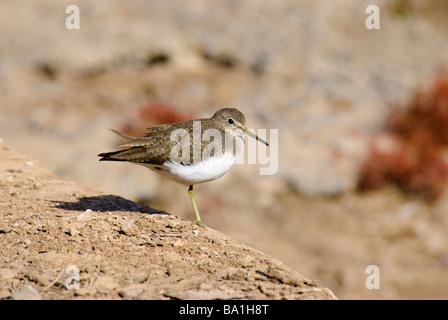 Green Sandpiper Tringa Ochropus ruhen Stockfoto