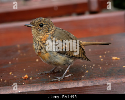 Ein junger junge Robin mit einigen Vogelfutter Stockfoto