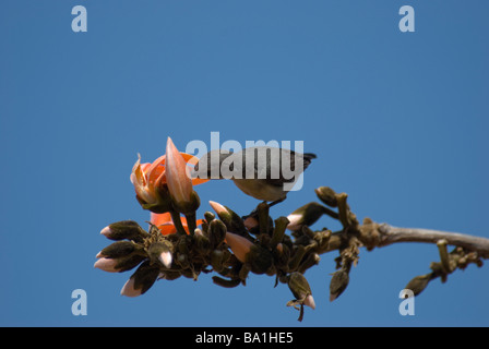 weibliche lila Sunbird Nectarinia Asiatica Fütterung in rosa Blumen Gujarat, Indien Stockfoto