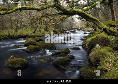 Der Dart River flussabwärts fließt von Dartmeet durch Wälder und über bemooste Felsbrocken Dartmoor-Nationalpark Stockfoto