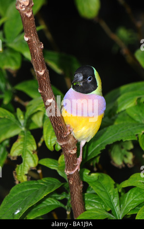 Prachtfinkenart Finch, Erythrura Gouldiae (oder Chloebia Gouldiae), auch als Lady Prachtfinkenart Finch, Goulds Finch oder Regenbogen Finch Stockfoto